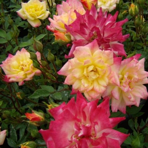 Žlutá s bordó okrajem - Stromková růže s drobnými květy - stromková růže s kompaktním tvarem koruny